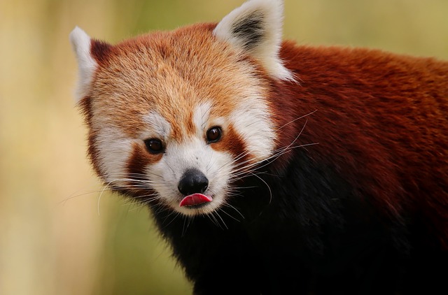 red panda